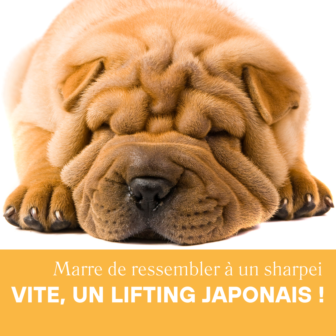 Lifting kobido sharpei LeMondeSensible.2024.09.14